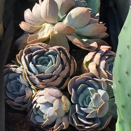 Casa Mami - Luxury And Pool - * Sorrento