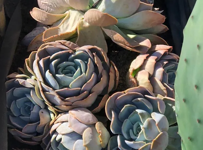 Casa Mami - Luxury And Pool - * סורנטו